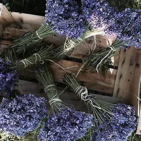 Ferienhaus Lavender Szirák
