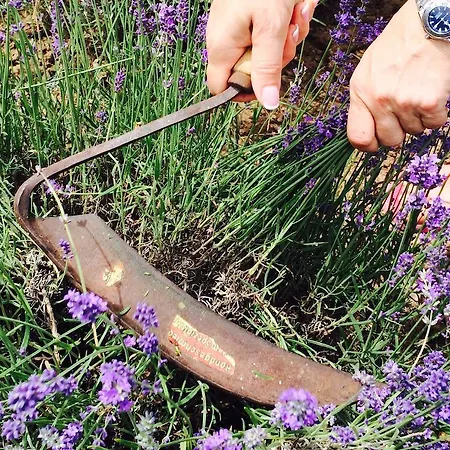 Lavender * Szirák