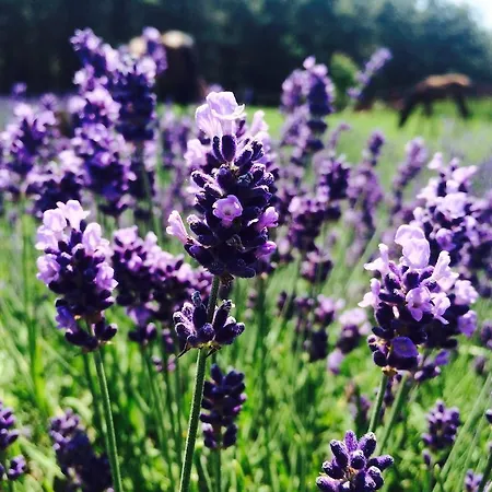 Lavender Ferienhaus