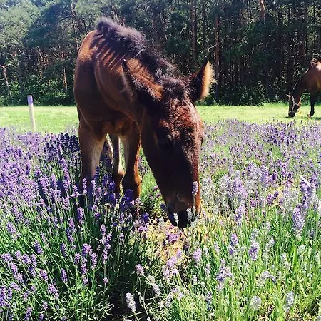 Ferienhaus Lavender *