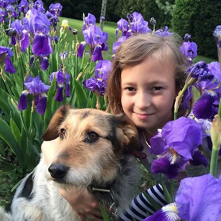 Lavender Szirák