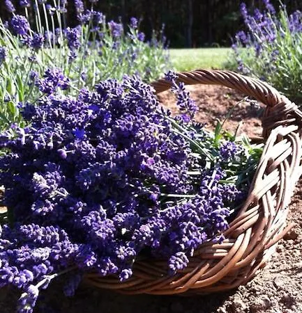Lavender Ferienhaus Szirák