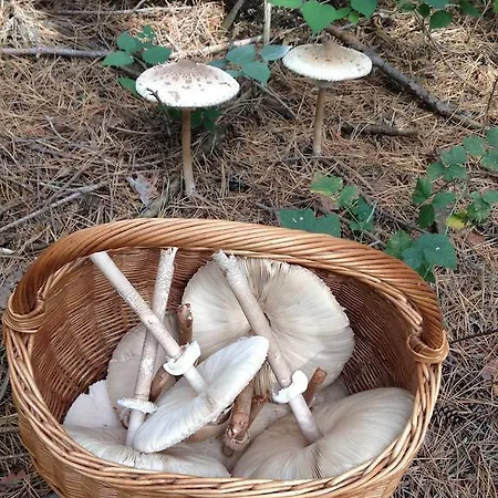 Lavender Szirák