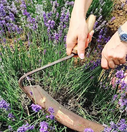Lavender Ferienhaus *