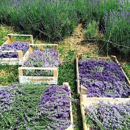 Lavender Ferienhaus